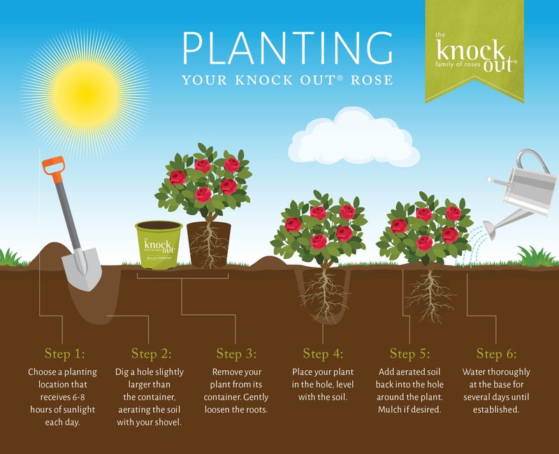 Knockout Knock Out 2 Gal. Double Pink Rose Shrub - Image 5